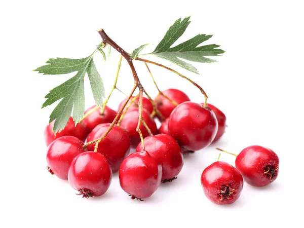 Berry of hawthorn — Stock Photo, Image