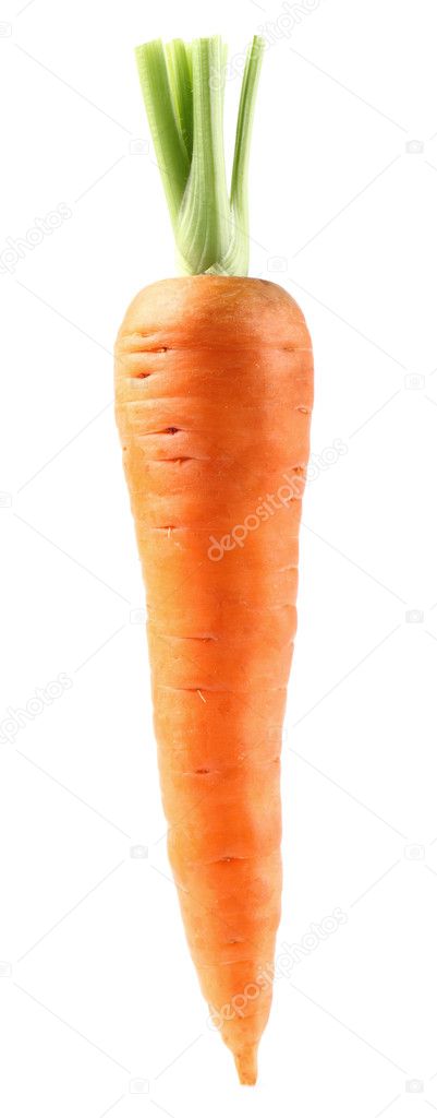 One carrot in closeup