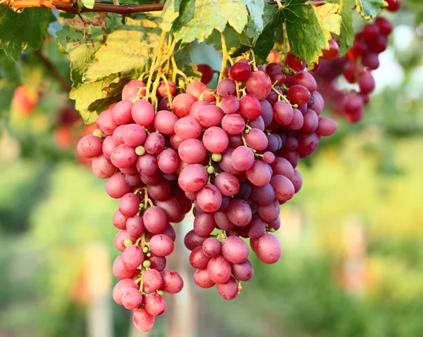 Grapes with leaves — Stock Photo, Image