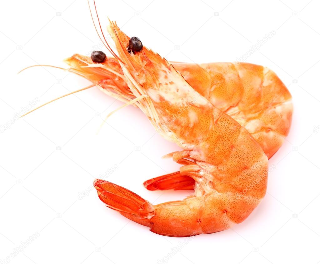 Shrimps on a white background