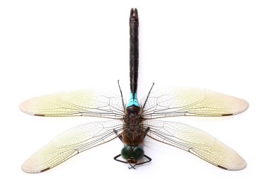 yusufçuk closeup içinde