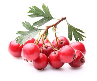 Hawthorn berry with leaves clipart