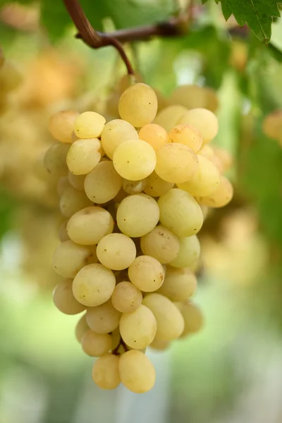 Uvas maduras — Fotografia de Stock