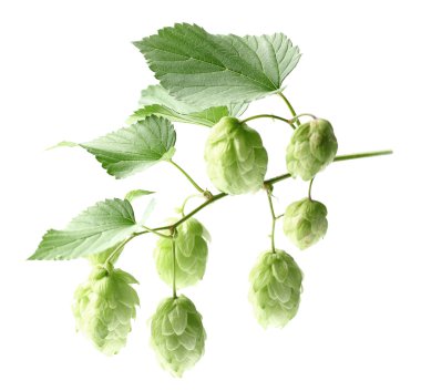 Hop yaprakları ile