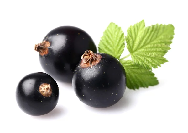 Blackcurrant with leaves — Stock Photo, Image