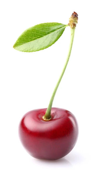 Jeden sweet cherry — Stock fotografie