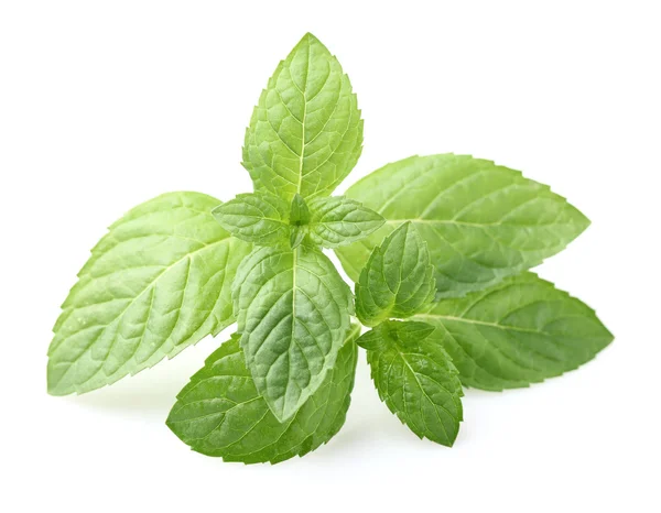 Mint leaves on a white background — Stock Photo, Image