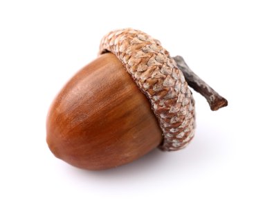 bir meşe palamudu
