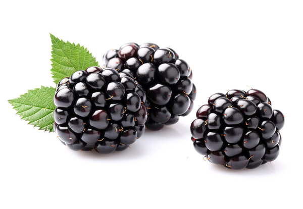 Blackberry с листьями

