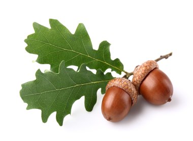 Palamutlar yaprakları ile