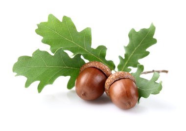 yaprakları ile Kurutulmuş palamut