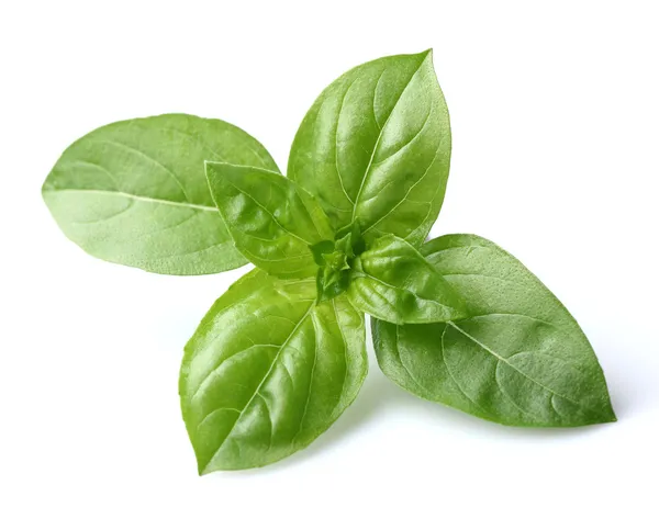 Basil leaves — Stock Photo, Image