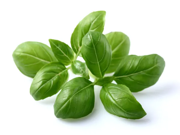 Basil leaves — Stock Photo, Image