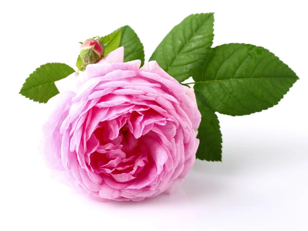 Rose in closeup — Stock Photo, Image