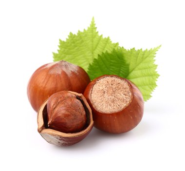 yaprakları ile fındık