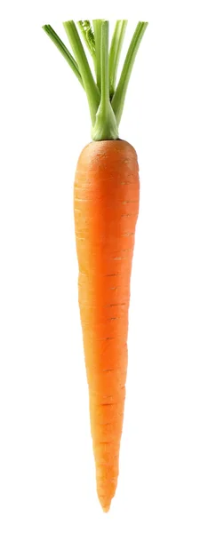 Carota fresca — Foto Stock