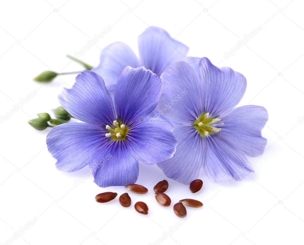 Flax flowers with seeds Stock Photo by ©Dionisvera 41682627