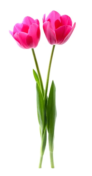 Tulipa rosa — Fotografia de Stock