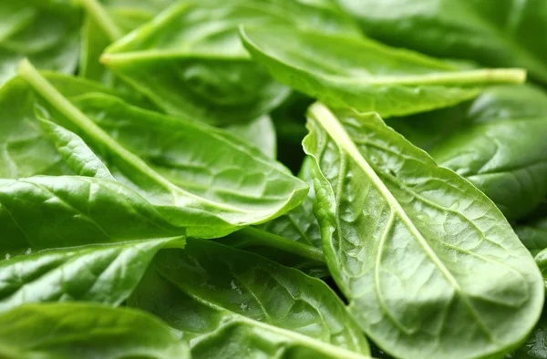 Young spinach — Stock Photo, Image