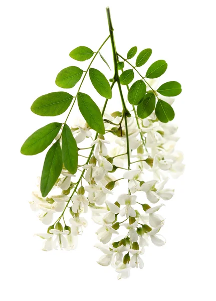 Flores de acacia — Foto de Stock