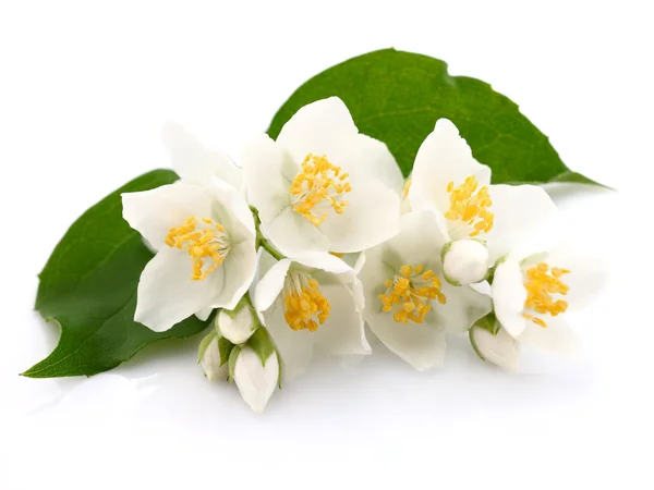 Jasminblüten — Stockfoto