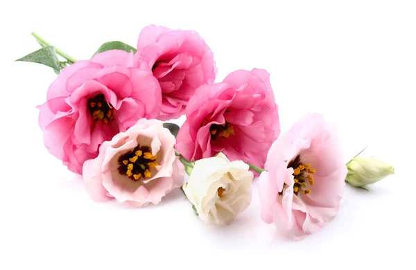 Eustoma flowers — Stock Photo, Image