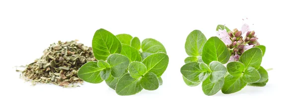 Griekse Oregano Bladeren Droog Witte Achtergrond — Stockfoto