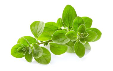 Beyaz arkaplanda Marjoram dalları