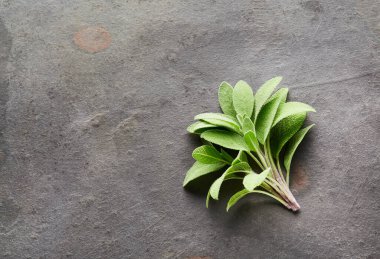 Gri arkaplanda adaçayı bitkisi