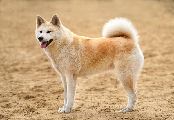 Japanska Akita Inu Hund Sand Bakgrund — Stockfoto