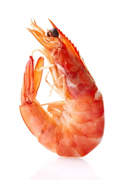 Shrimp Closeup White Background — Stock Photo, Image