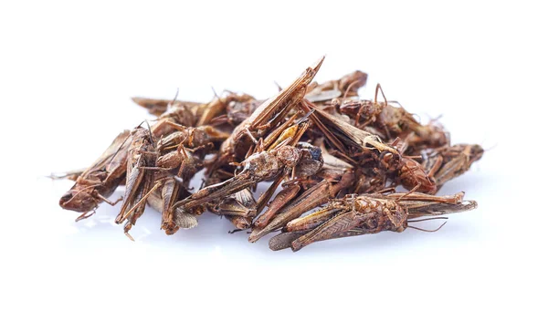 Heap Dry Snack Migratory Locust White Background — Stock Photo, Image