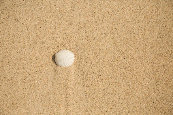 Раковина белого моря на песке — стоковое фото