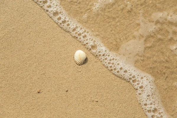 Coquille de mer blanche et vague — Photo