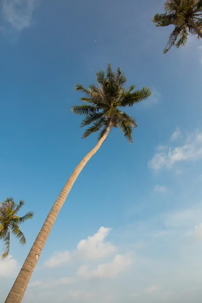 Beautiful palm trees on blue sky background — Stock Photo, Image