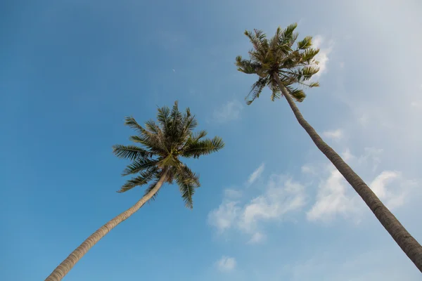 Coconut palm trees on blue sky background — Stock Photo, Image