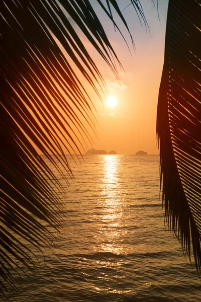 Tropischer Strand mit Palmblättern — Stockfoto