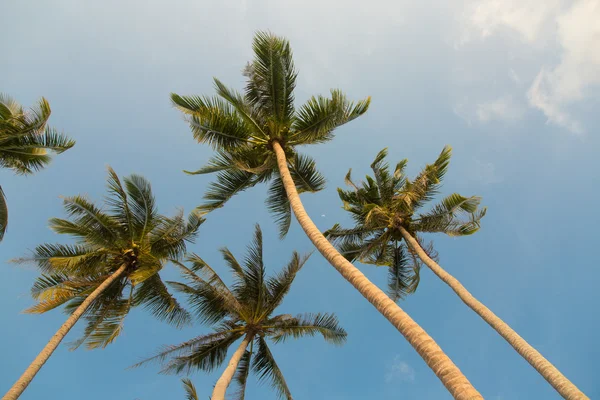 Tropical coconut palm trees — Stock Photo, Image