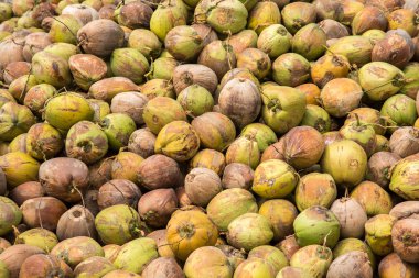 Hindistan cevizi arka plan  