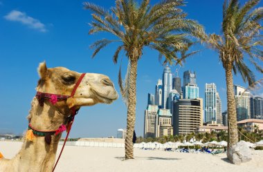 Camel at the urban building background of Dubai.