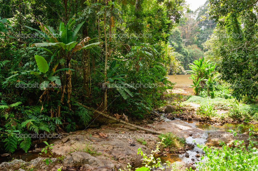 Southeast asian jungle plants