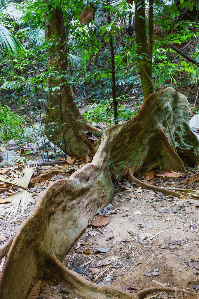 Southeast asian jungle plants