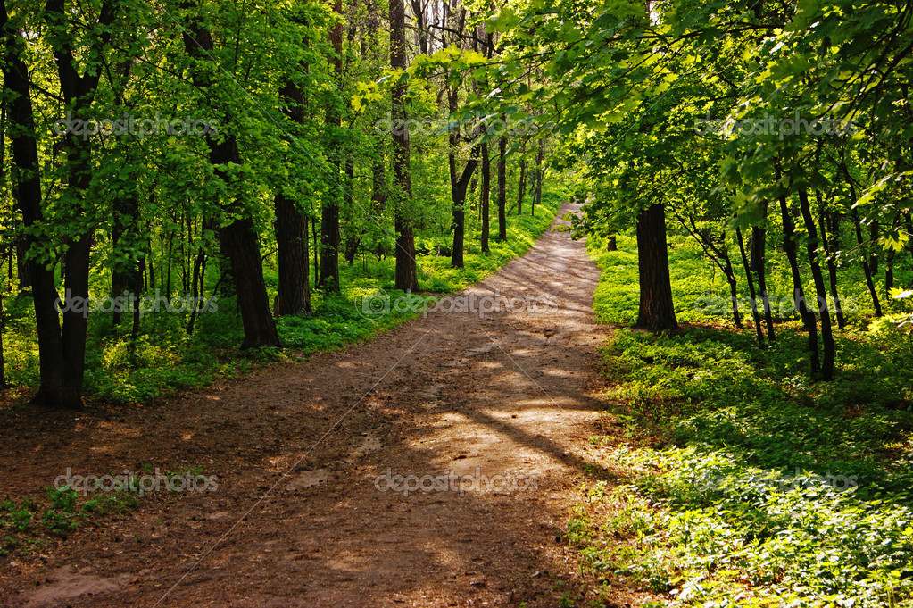 Deserted Path In The Pine Forest — Stock Photo © Observer 25561545