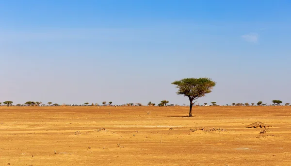 Lonely tree in the Arabian desert