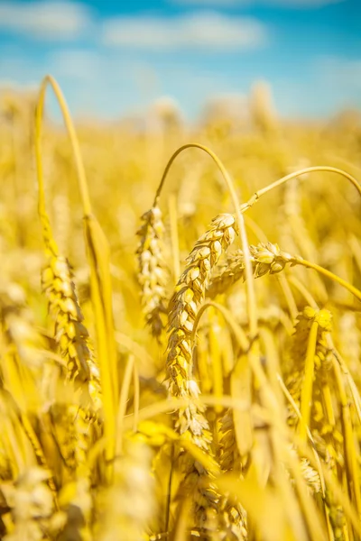 Close up plants of wheat — Stock Photo, Image