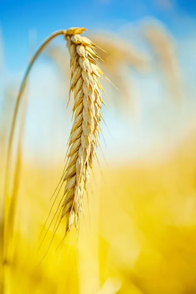 Närbild på veteplantan — Stockfoto