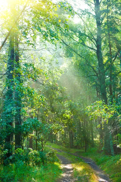 Forest road in morning — Stock Photo, Image