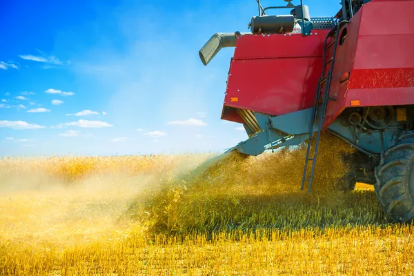 Malen van tarwe bij de oogst — Stockfoto