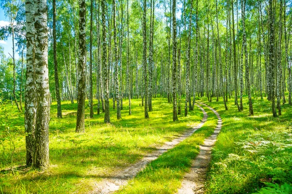 Dans la forêt de bouleaux — Photo