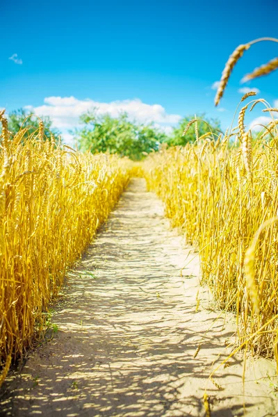 En el campo de trigo —  Fotos de Stock